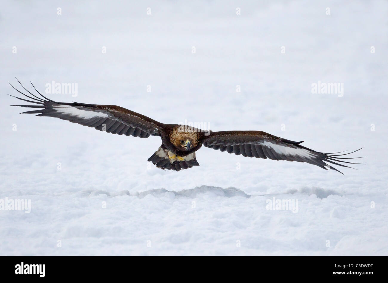 Close-up of a golden eagle with spread wings in flight over snowed landscape Stock Photo