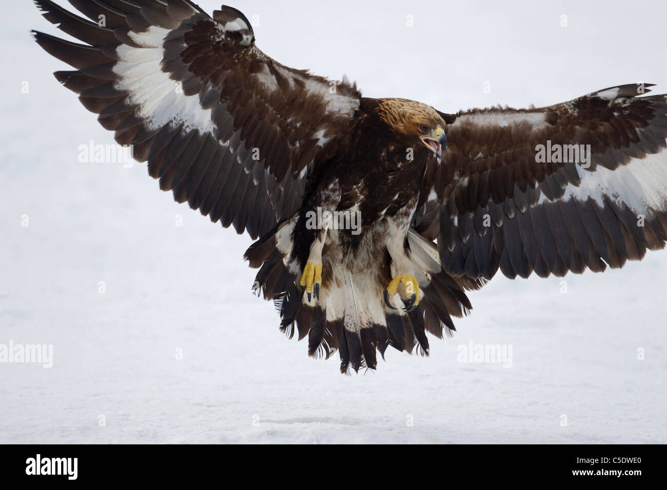 Golden Eagle Wings Spread