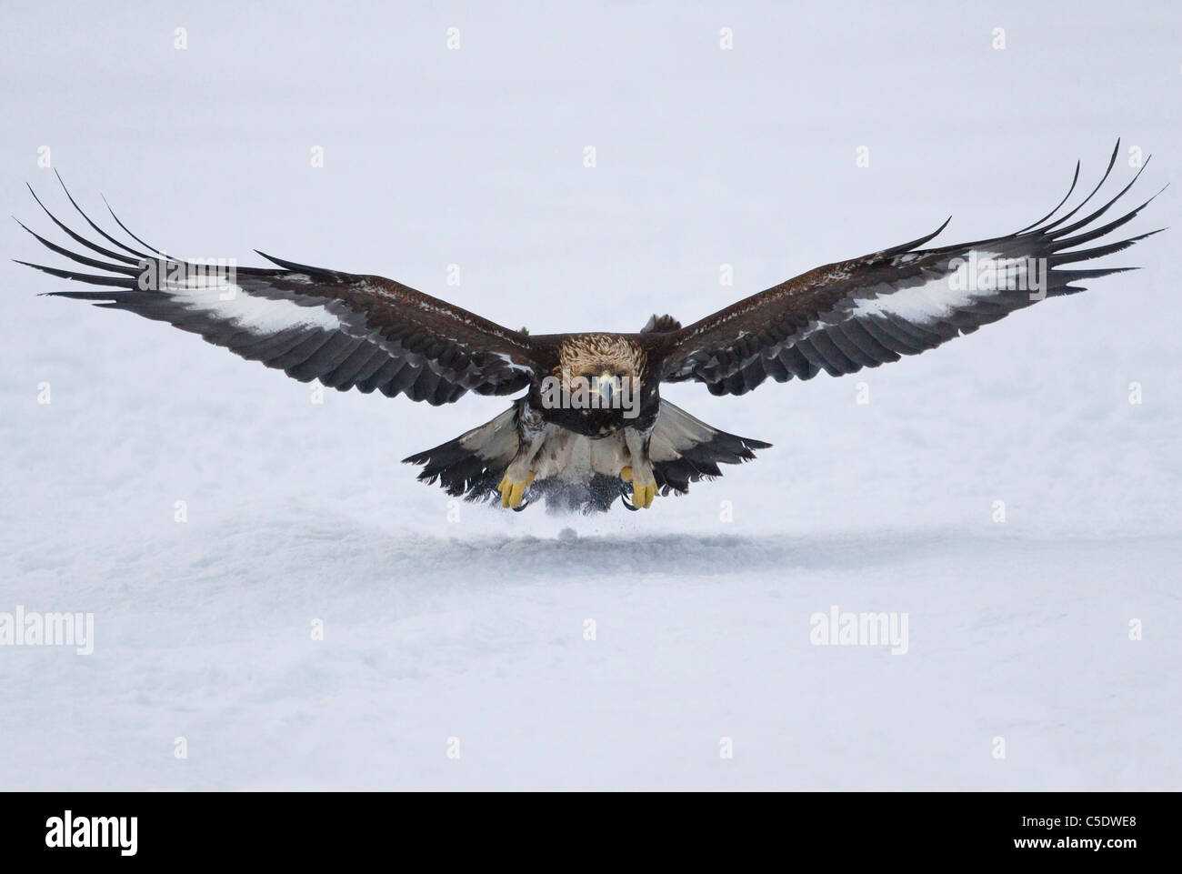 Close-up of a golden eagle with spread wings in flight over snowed landscape Stock Photo