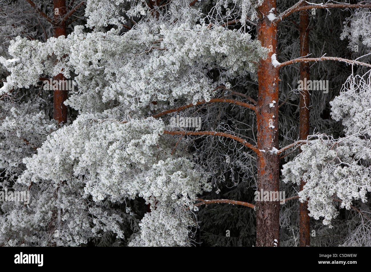 Detail shot of pine trees in winter Stock Photo