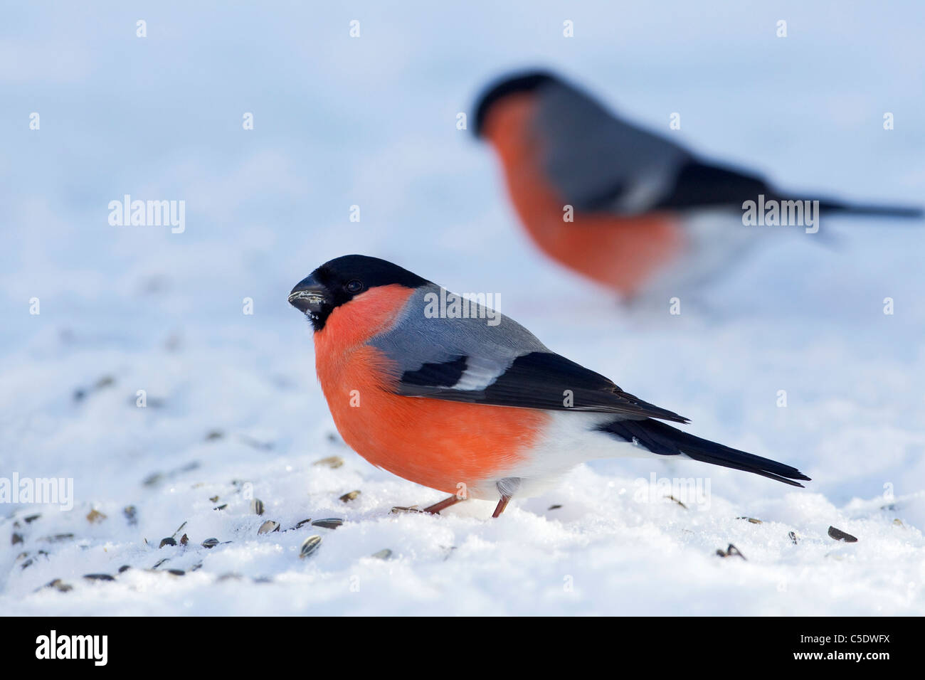 Close-up side shot of two Bullfinch birds on winter landscape Stock Photo