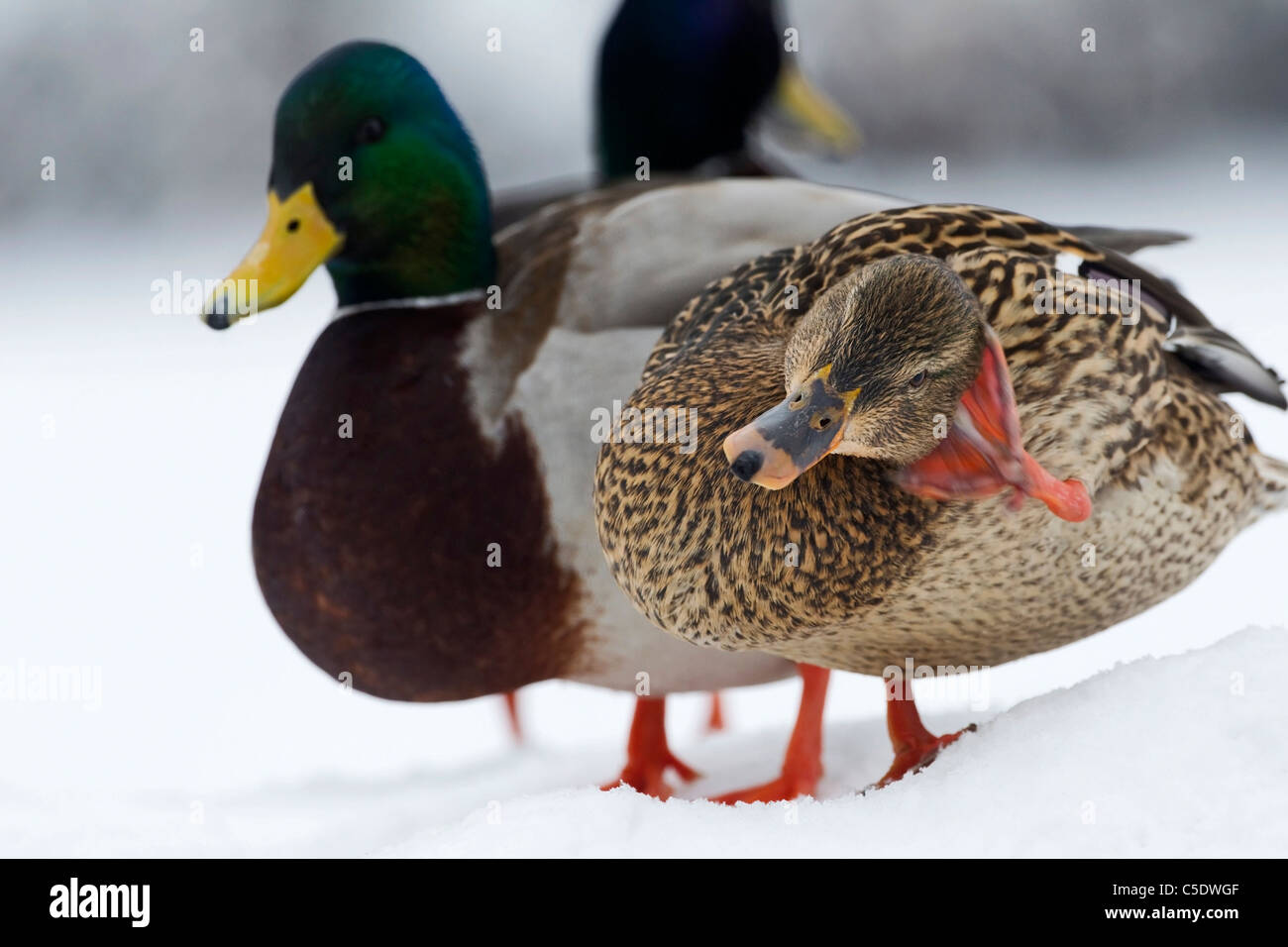 Close-up side shot of Mallards in winter landscape against blurred background Stock Photo