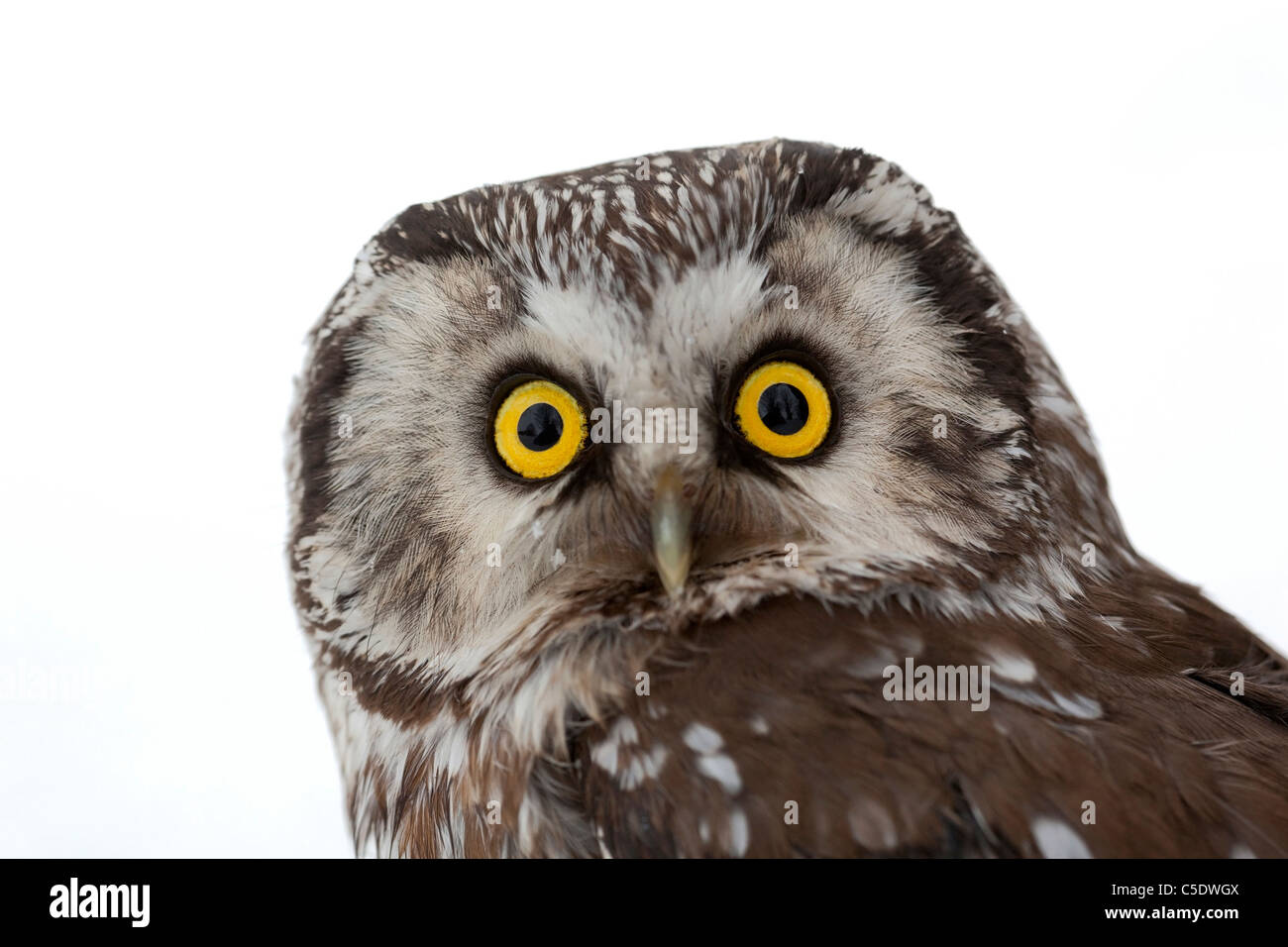 Close-up portrait of an alert Boreal Owl against white background Stock Photo