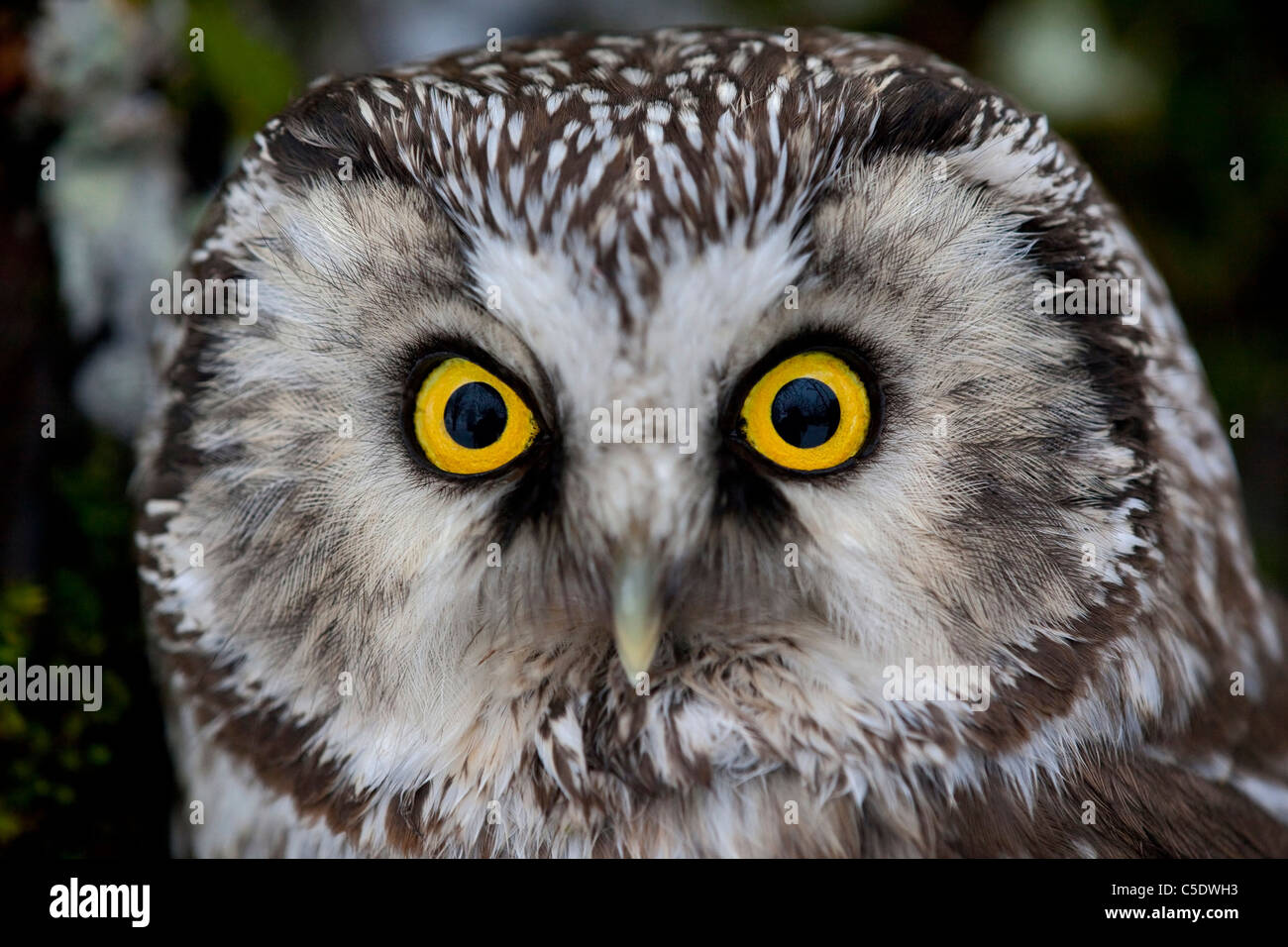 Extreme close-up portrait of an alert Boreal Owl Stock Photo