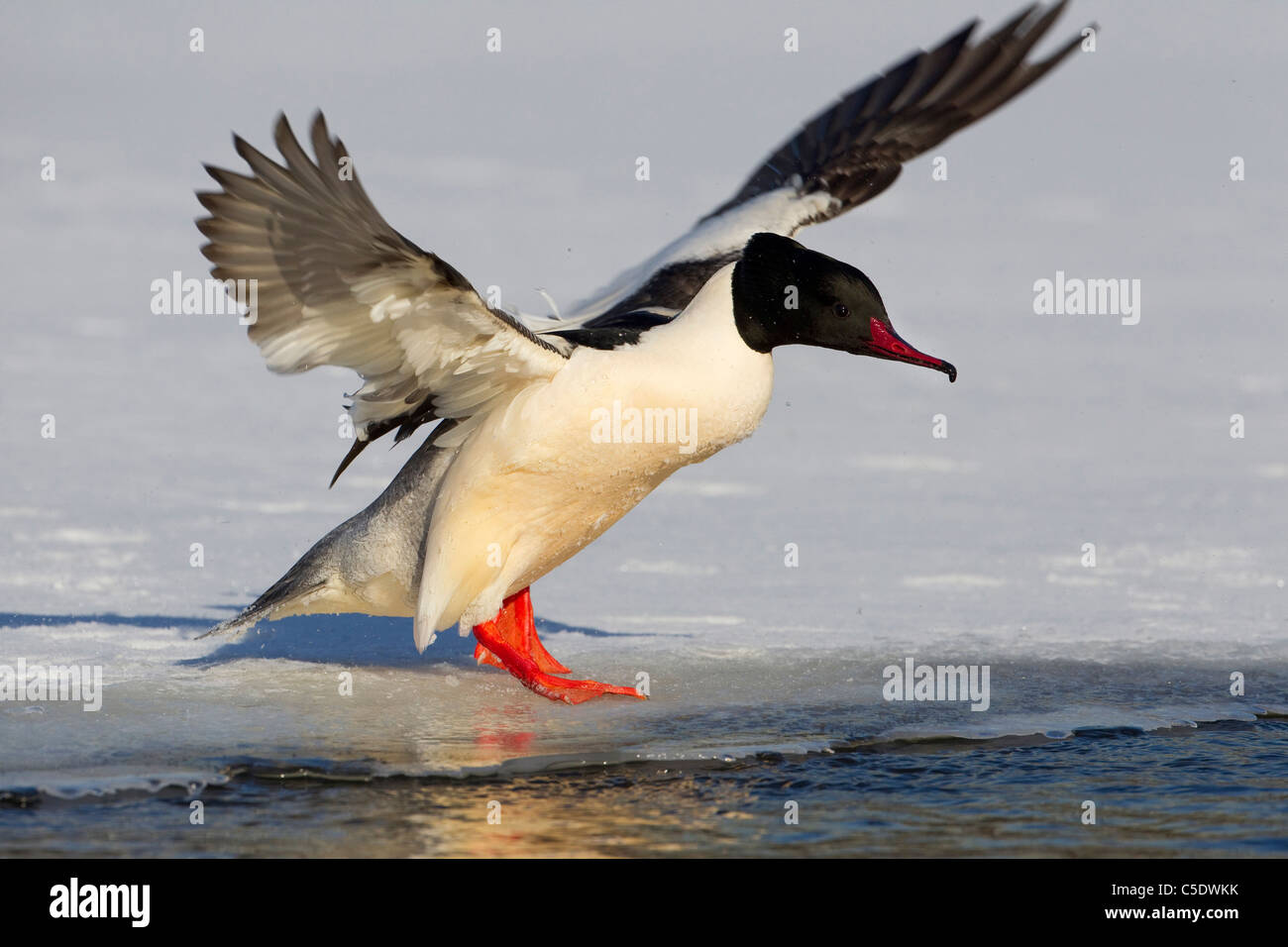 Close-up side view of a Goosander with spread wings on ice Stock Photo