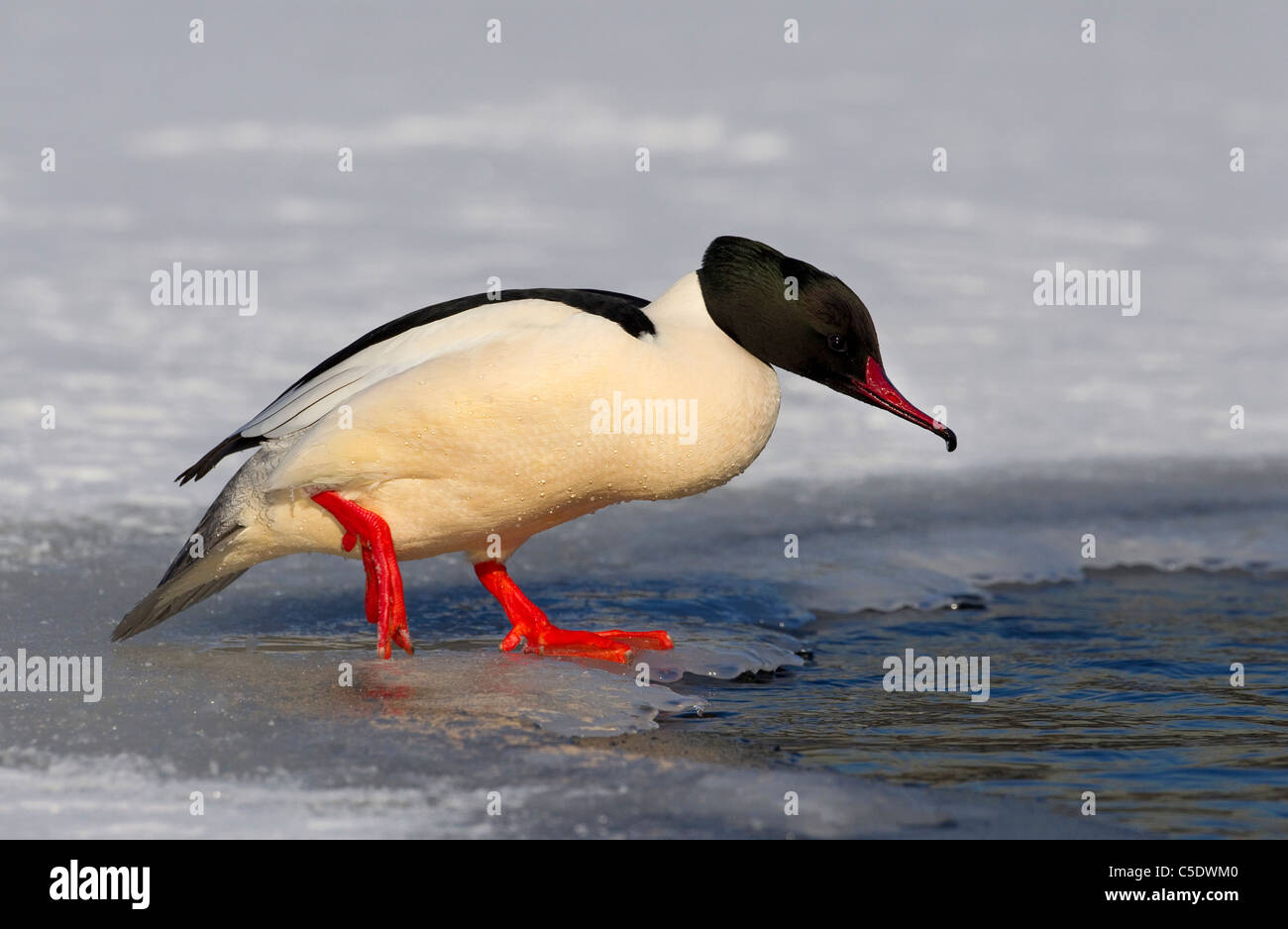 Close-up side view of a Goosander standing on ice Stock Photo