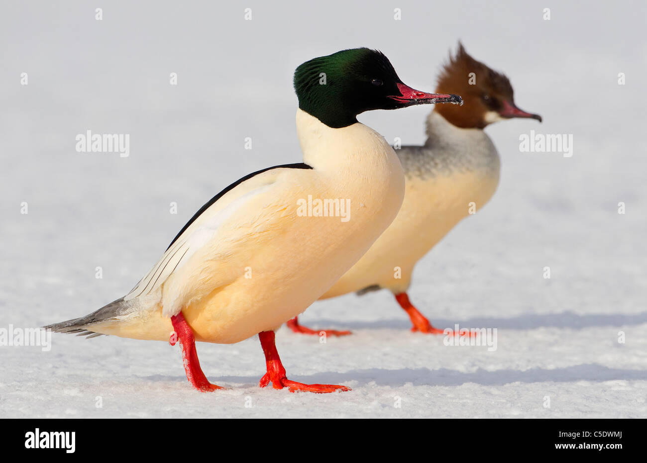 Close-up side view of two Goosanders walking on ice Stock Photo