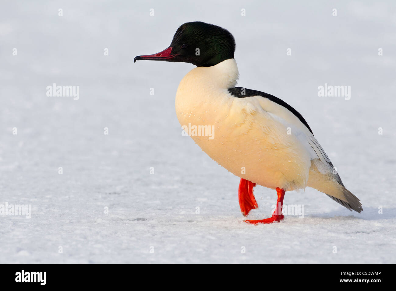 Close-up side view of a Goosander walking on ice Stock Photo