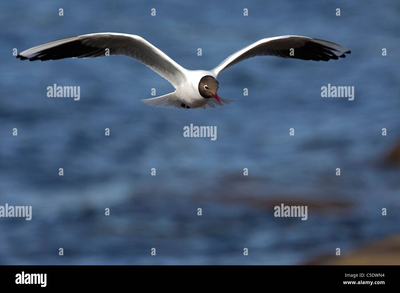 Close-up of a gull with spread wings in flight against blurred water Stock Photo