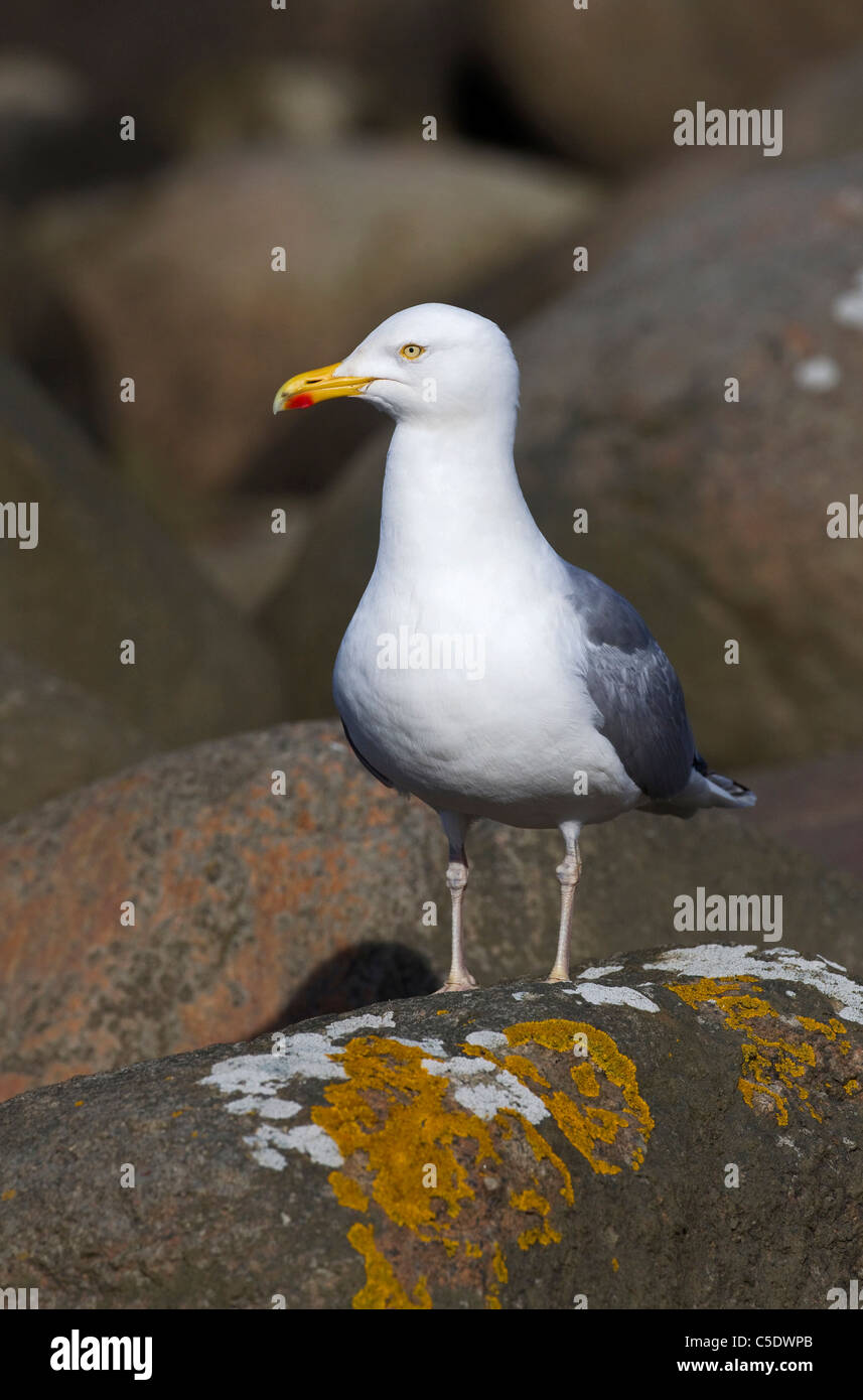 Close-up of gull standing on rock Stock Photo
