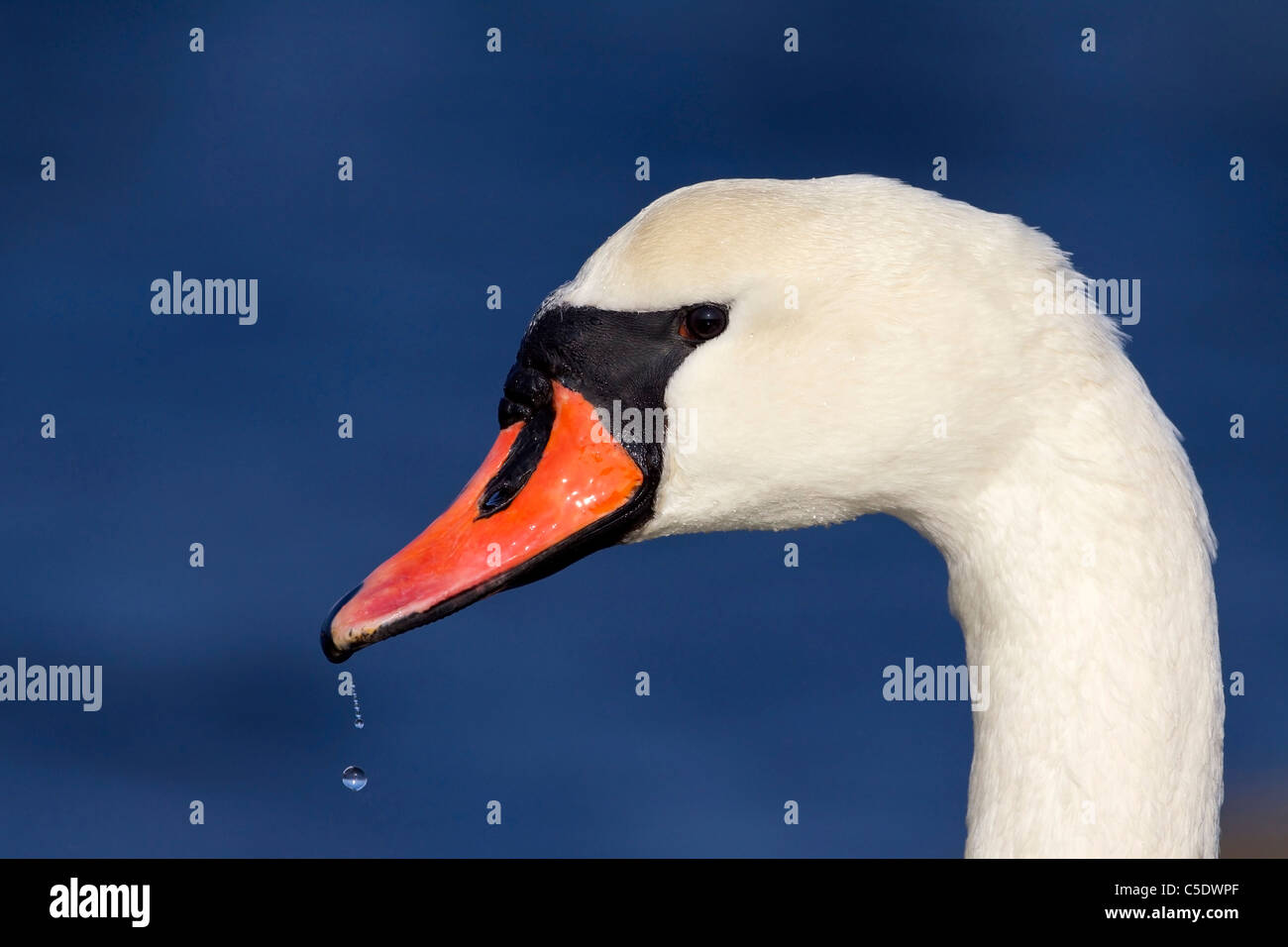 Close-up side view of a mute swan against blurred blue background Stock Photo