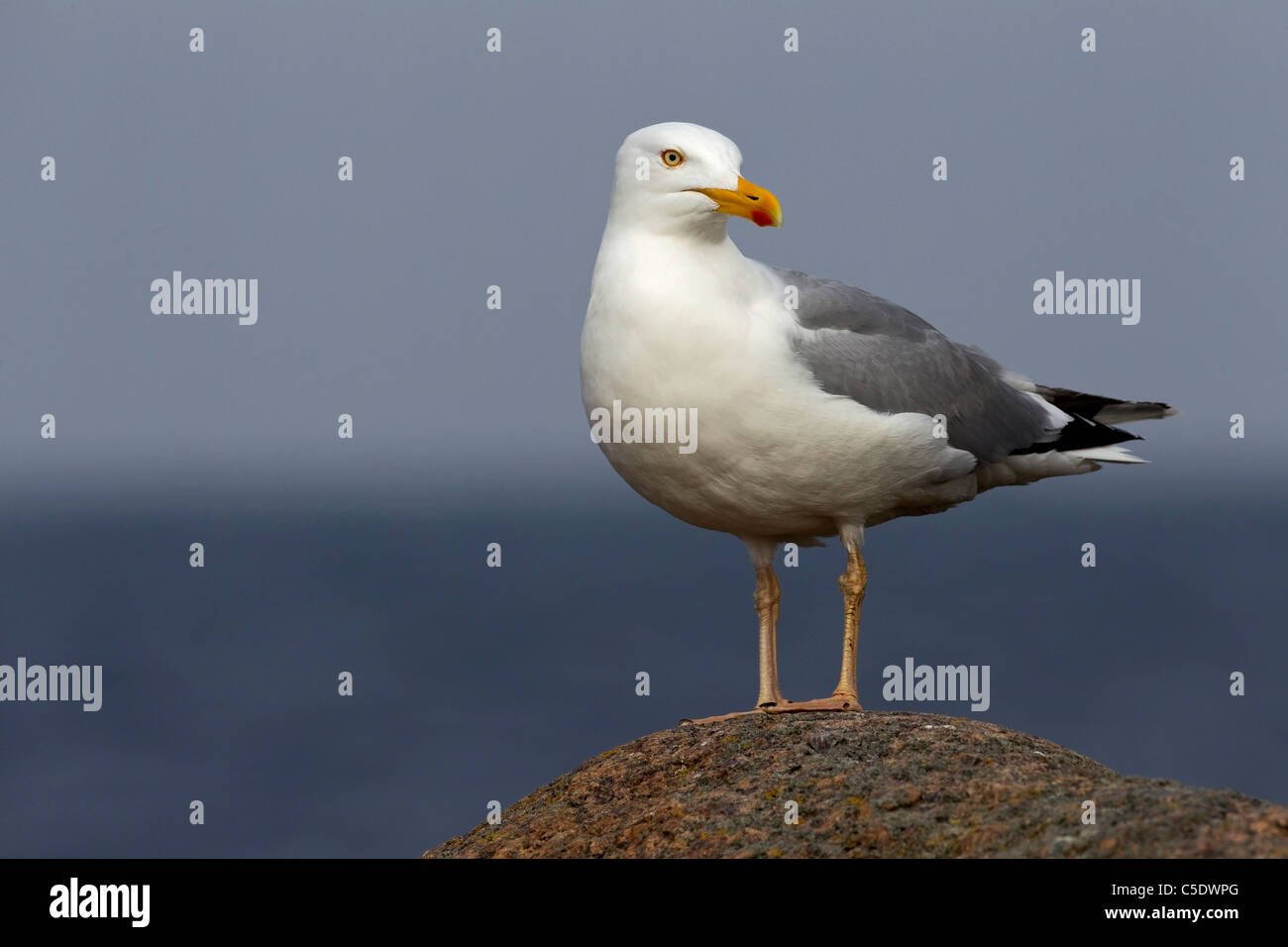 Close-up of gull standing on rock and looking away against blurred background Stock Photo