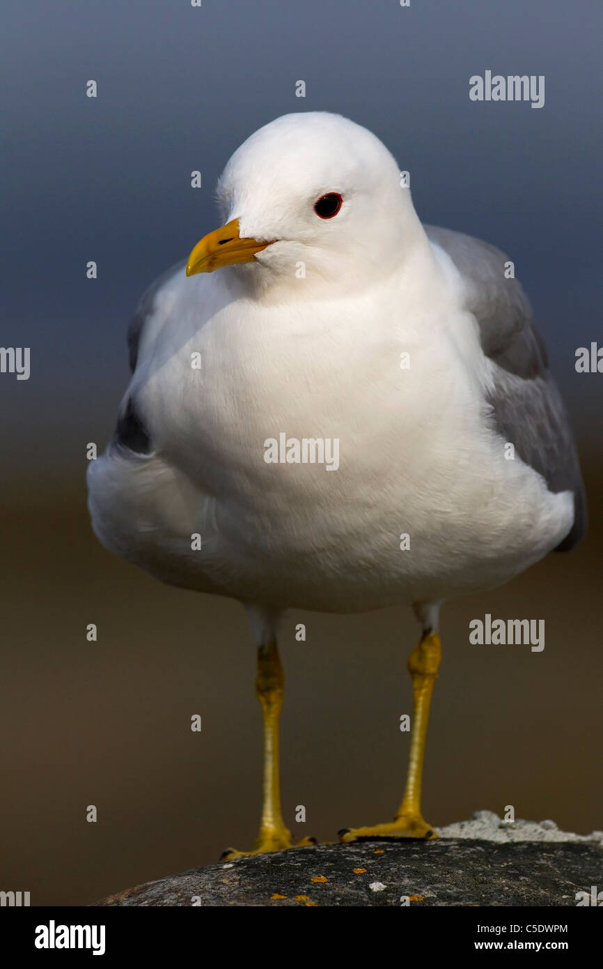 Close-up of a gull against blurred background Stock Photo