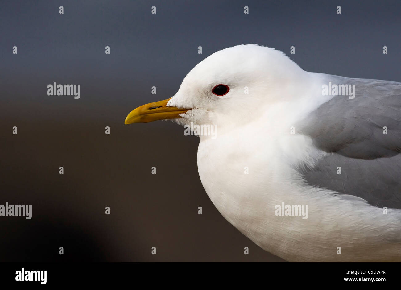 Close-up side view of a gull against blurred background Stock Photo