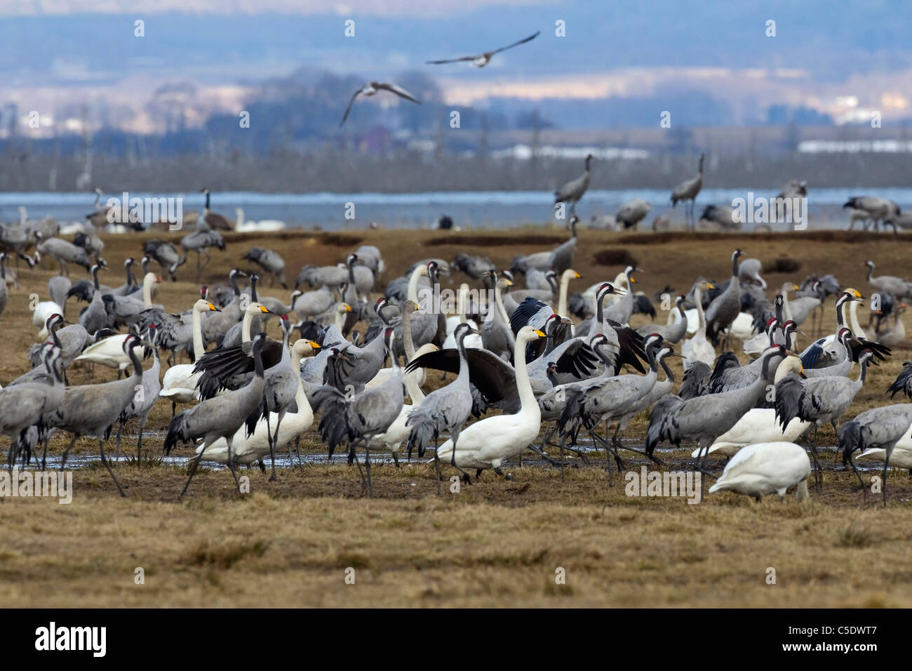 View of cranes and whooper swans at HornborgasjÃ¶n against blurred background in Sweden Stock Photo
