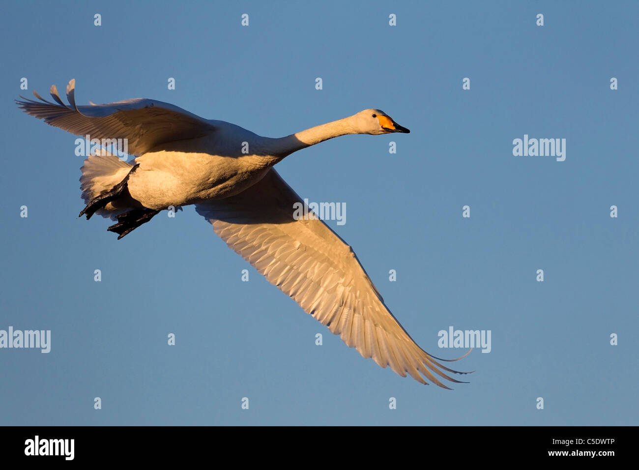 Low angle view of a whooper swan in flight against clear blue sky Stock Photo