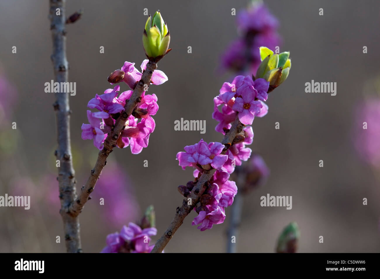 Close-up of Daphne flowers and branch against blurred background Stock Photo