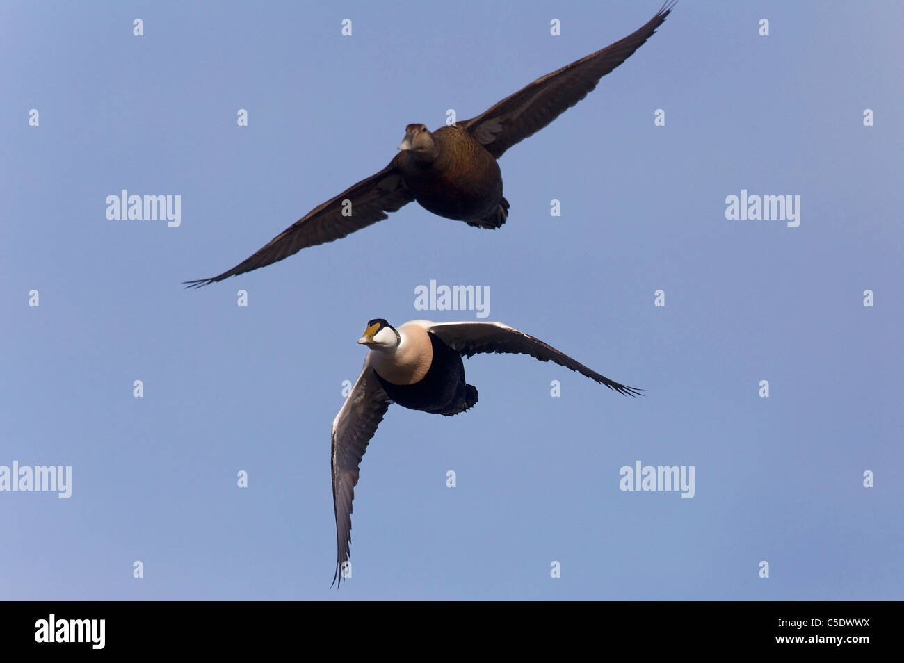 Low angle view of two Eider ducks in flight against clear blue sky Stock Photo