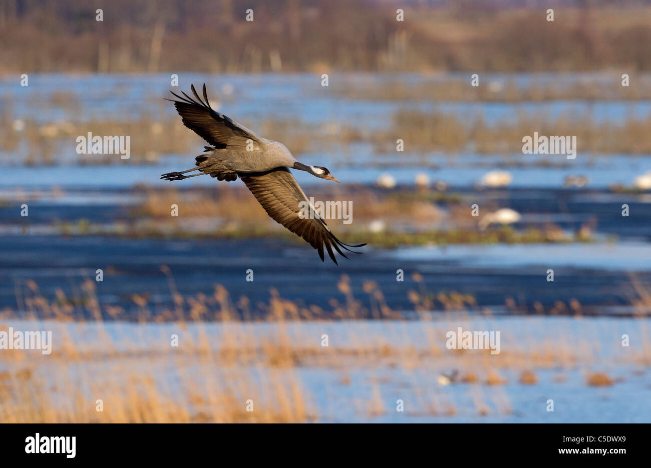 View of a crane in flight at HornborgasjÃ¶n against blurred background in Sweden Stock Photo