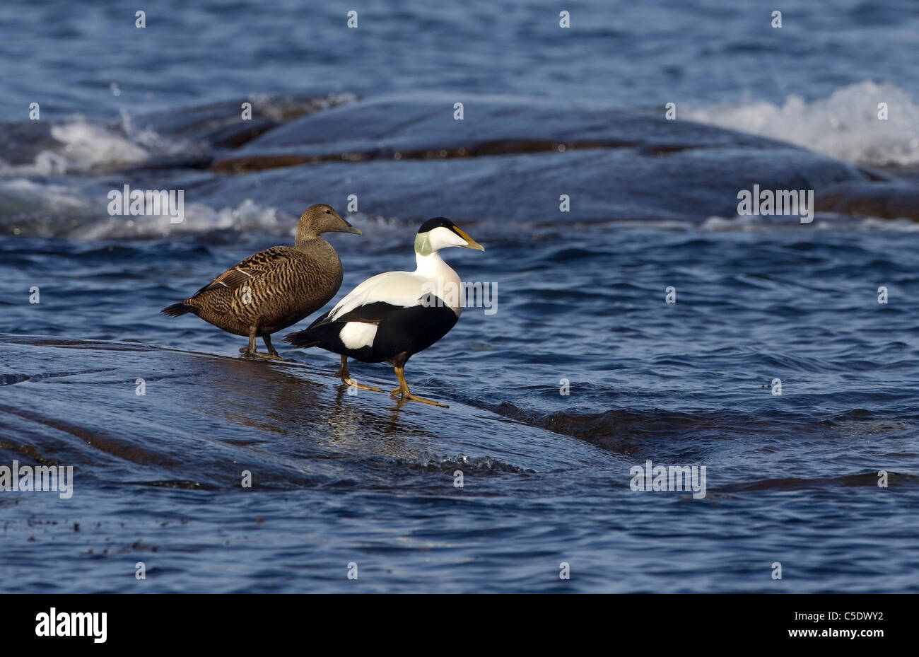 Side shot of two Eider ducks on rock in the blue water Stock Photo