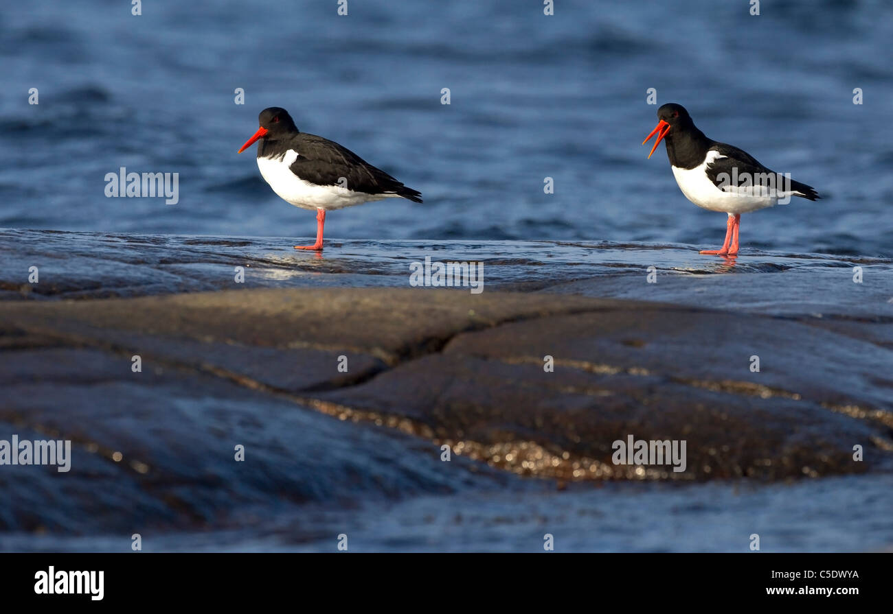 Side shot of two oystercatchers on rock in the blue water Stock Photo