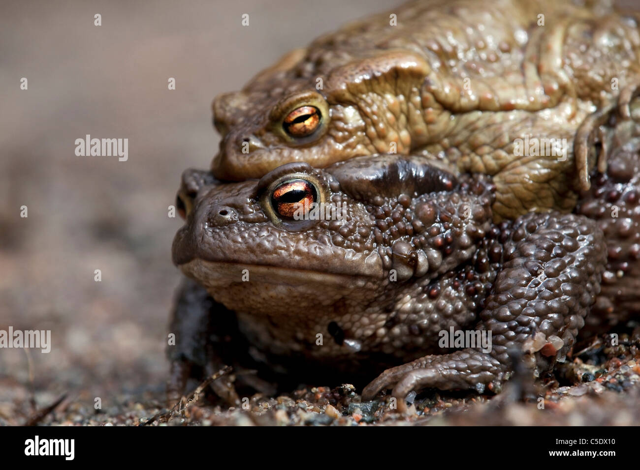 Extreme close-up side shot of toads mating Stock Photo