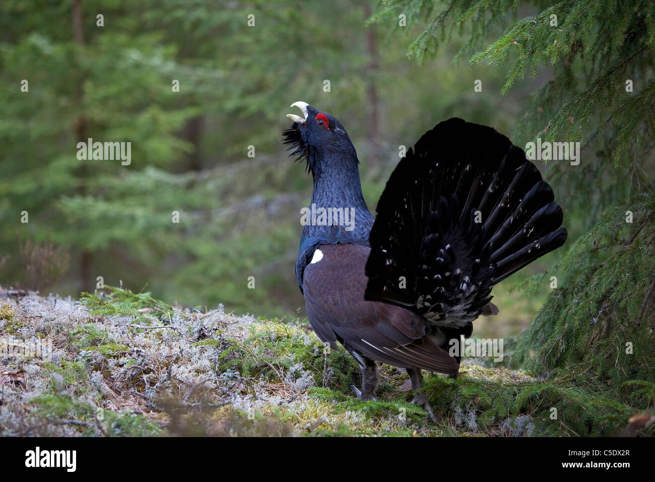 Capercaillie bird: photo with description where it lives, what it feeds on 29 Capercaillie bird: photo with description where it lives, what it feeds on 24