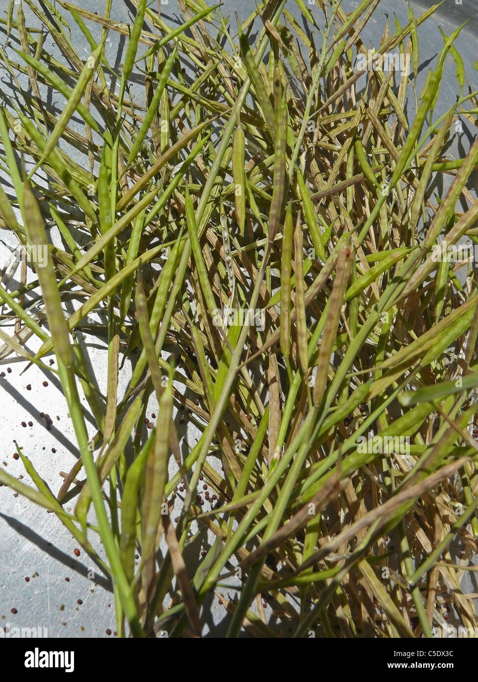 Mustard plant with pods Stock Photo Alamy