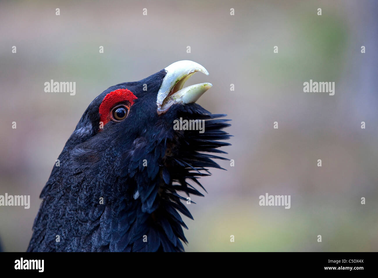 Close-up of a Capercaillie bird looking up against blurred background Stock Photo