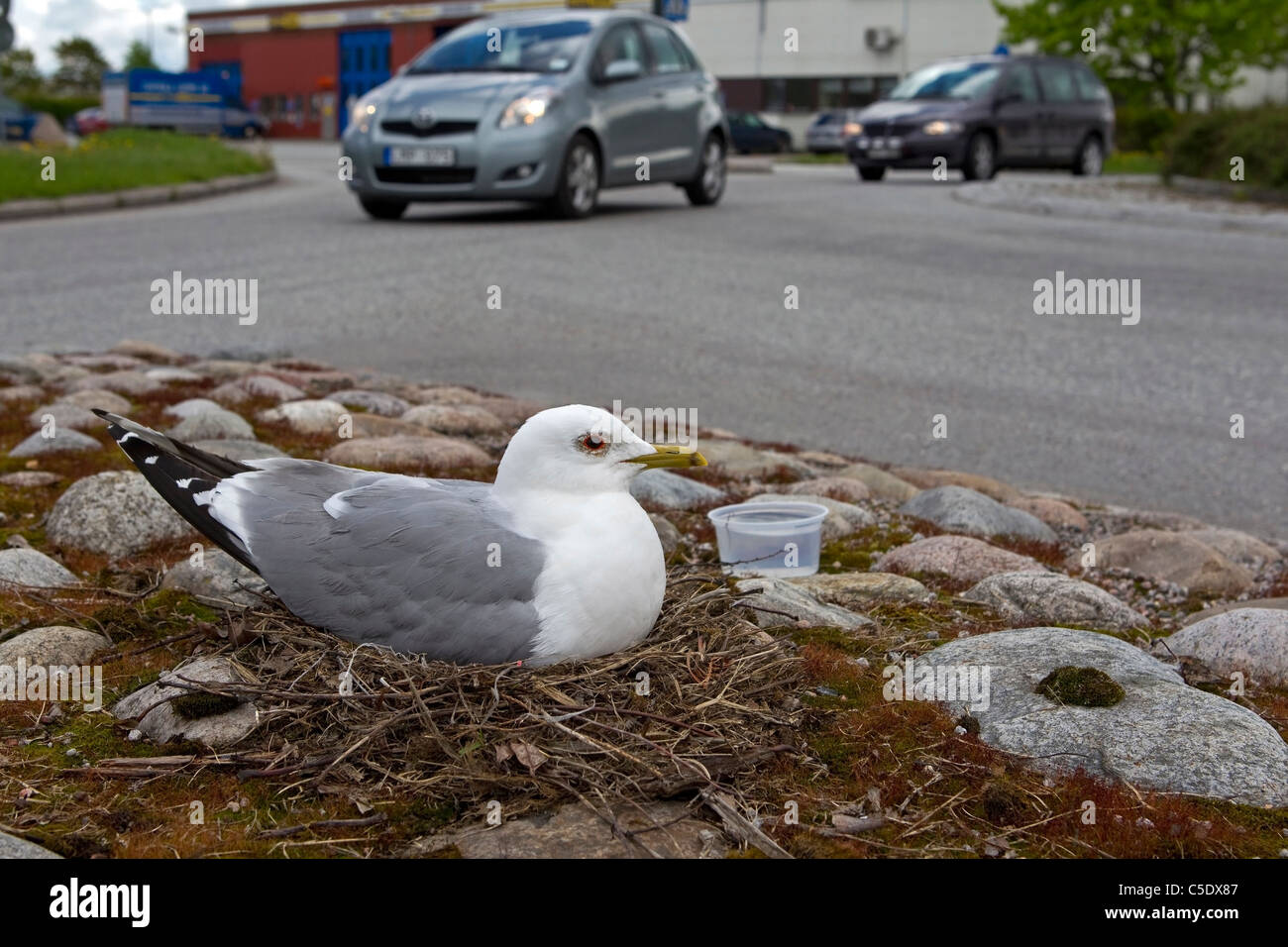 Close-up side shot of a seagull in nest by urban road Stock Photo