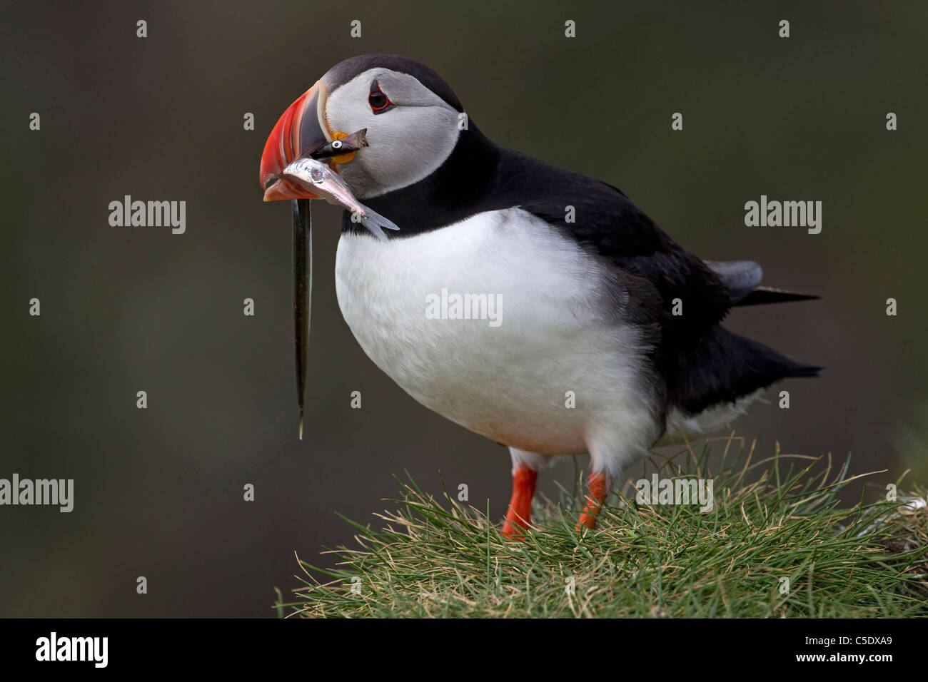Close-up side shot of a puffin with fish in it's beak against blurred background Stock Photo