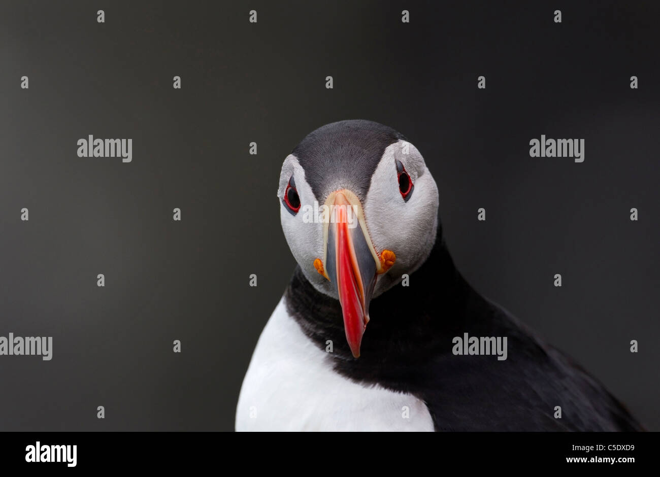 Extreme close-up of a puffin against blurred background Stock Photo