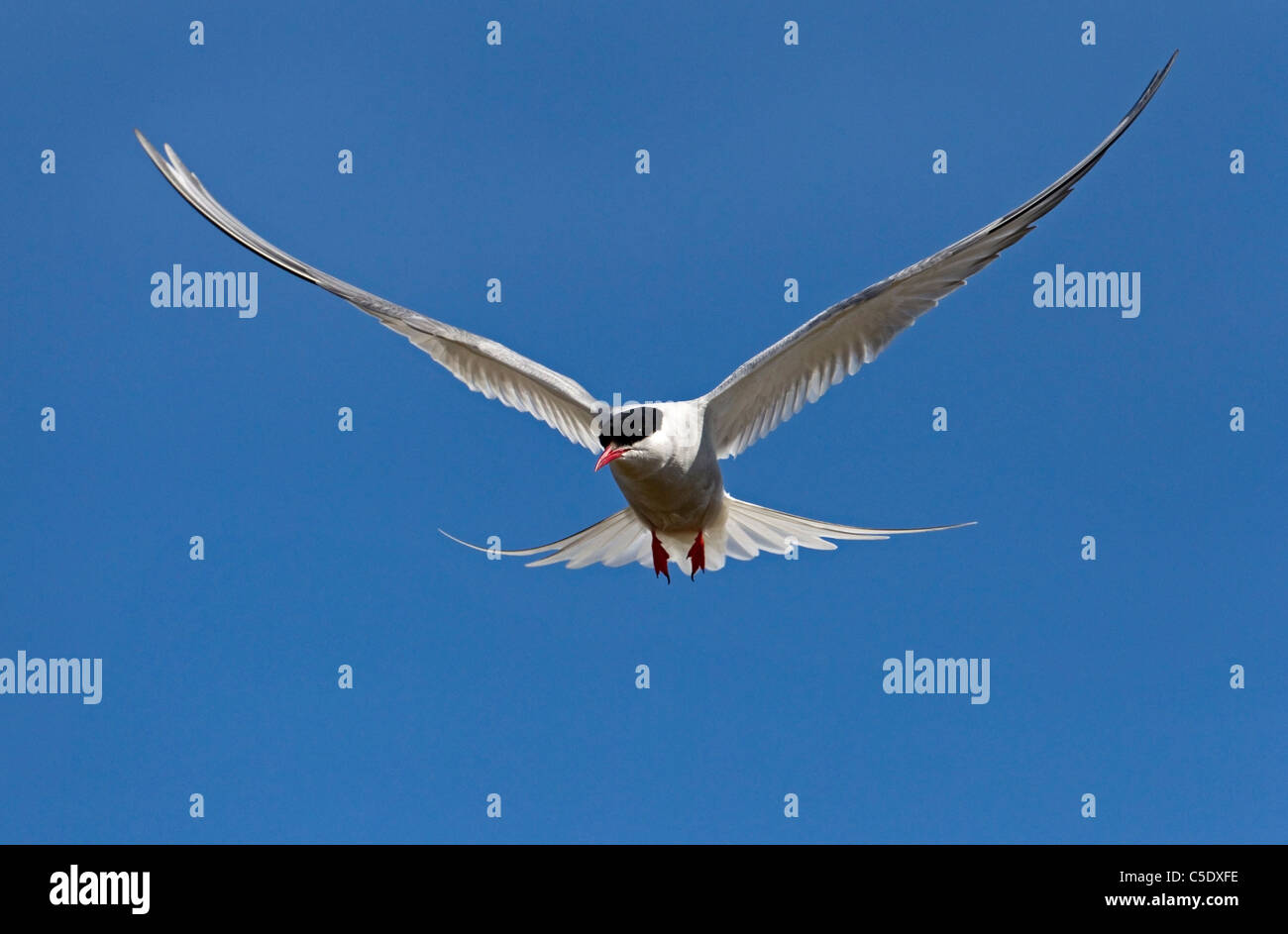 Flying bird with spread wings hires stock photography and images Alamy