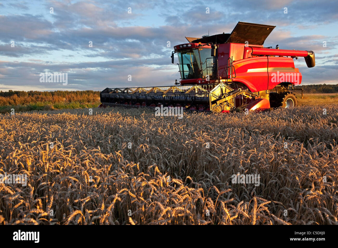 View of a combine harvester at work on agricultural field against blue sky and clouds Stock Photo