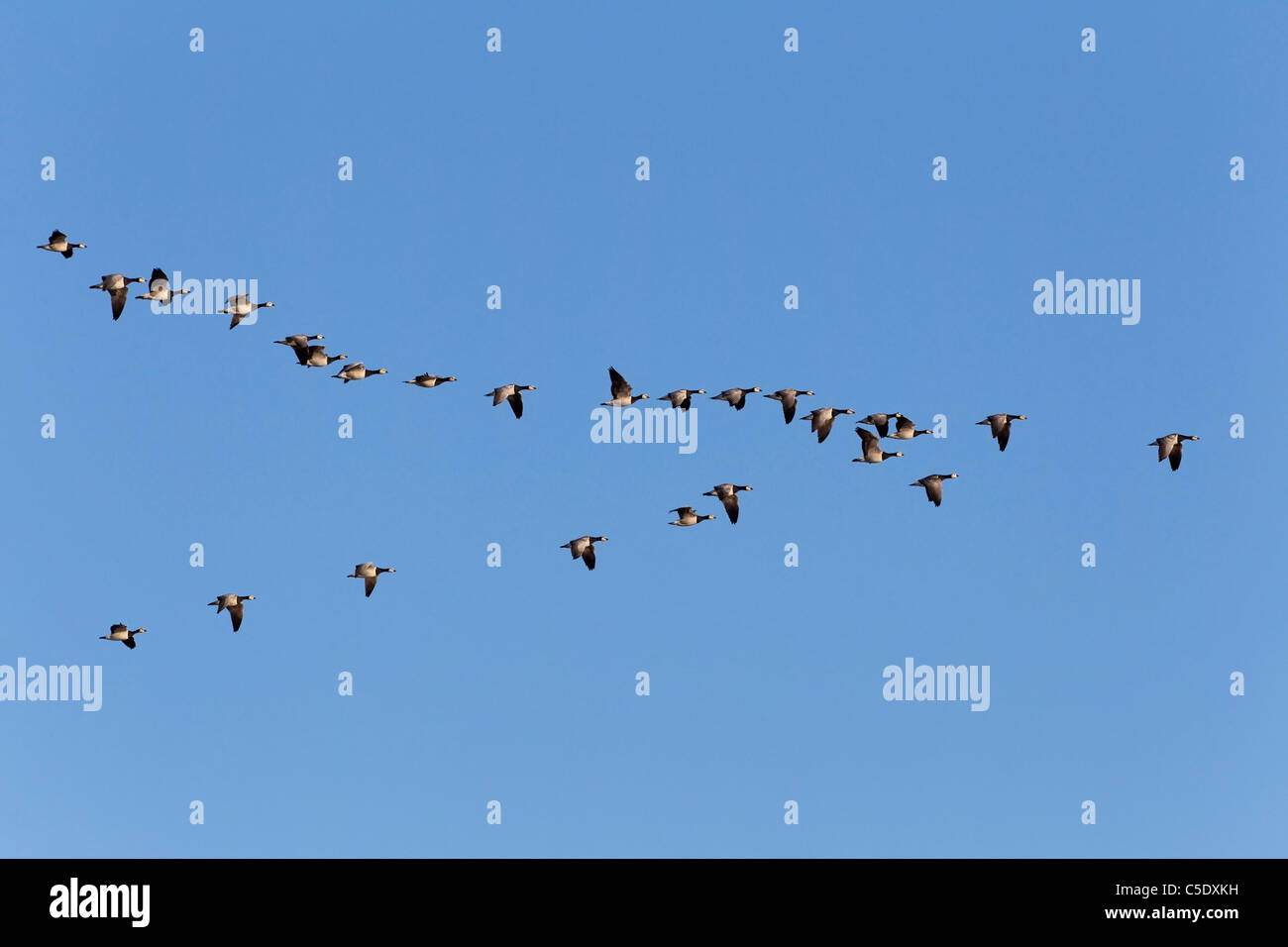 Low angle view of Barnacle geese in V formation against clear blue sky Stock Photo