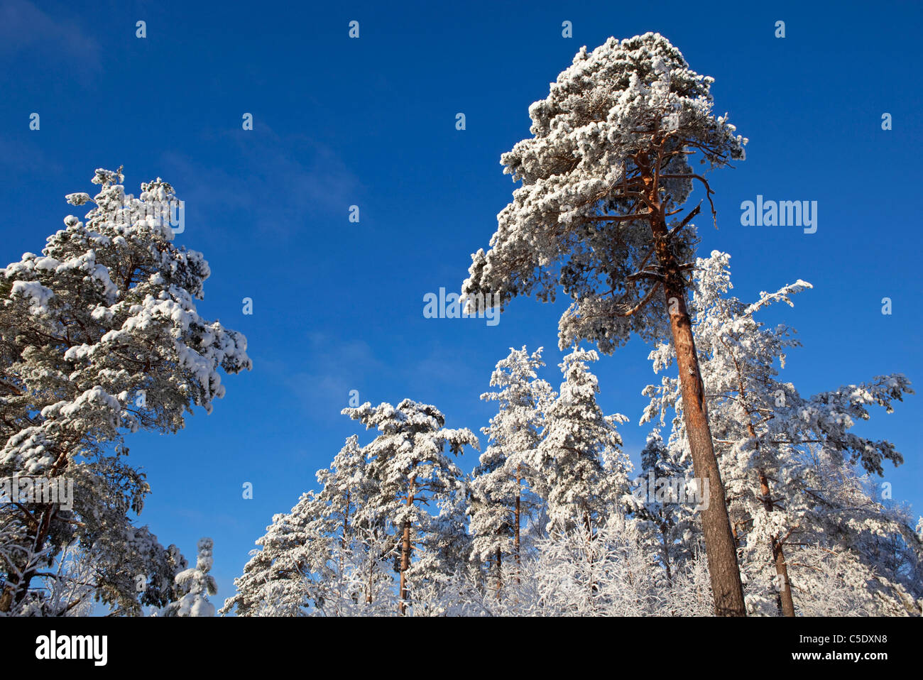 Low angle view of winter trees against clear blue sky Stock Photo