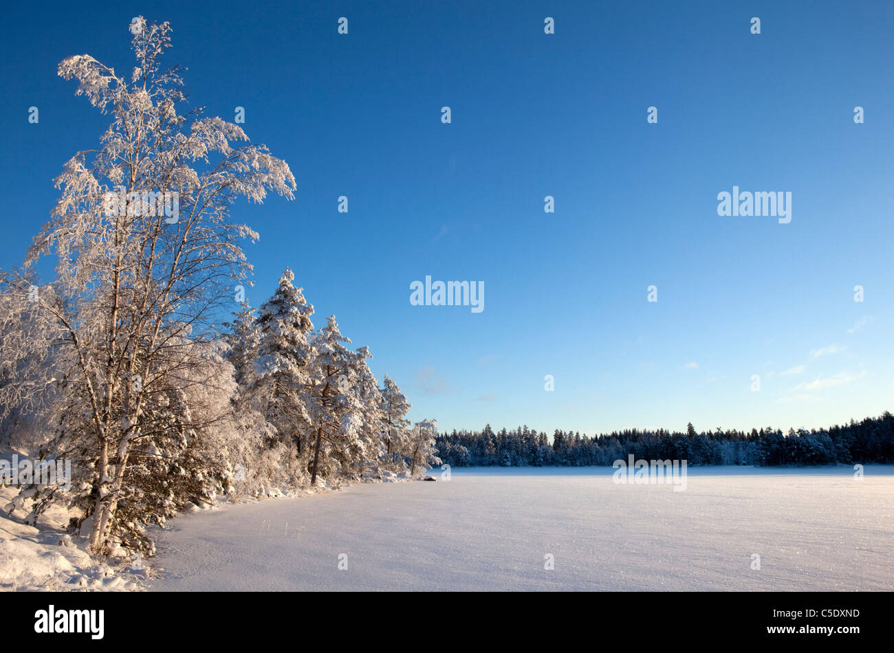 Peaceful winter landscape with snowed birch trees against clear blue sky Stock Photo