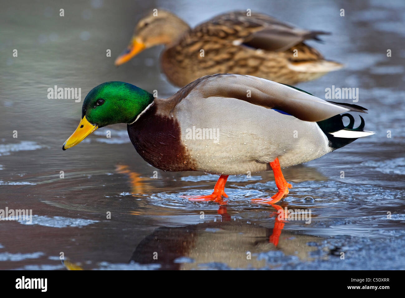 Two male mallards hi res stock photography and images Alamy