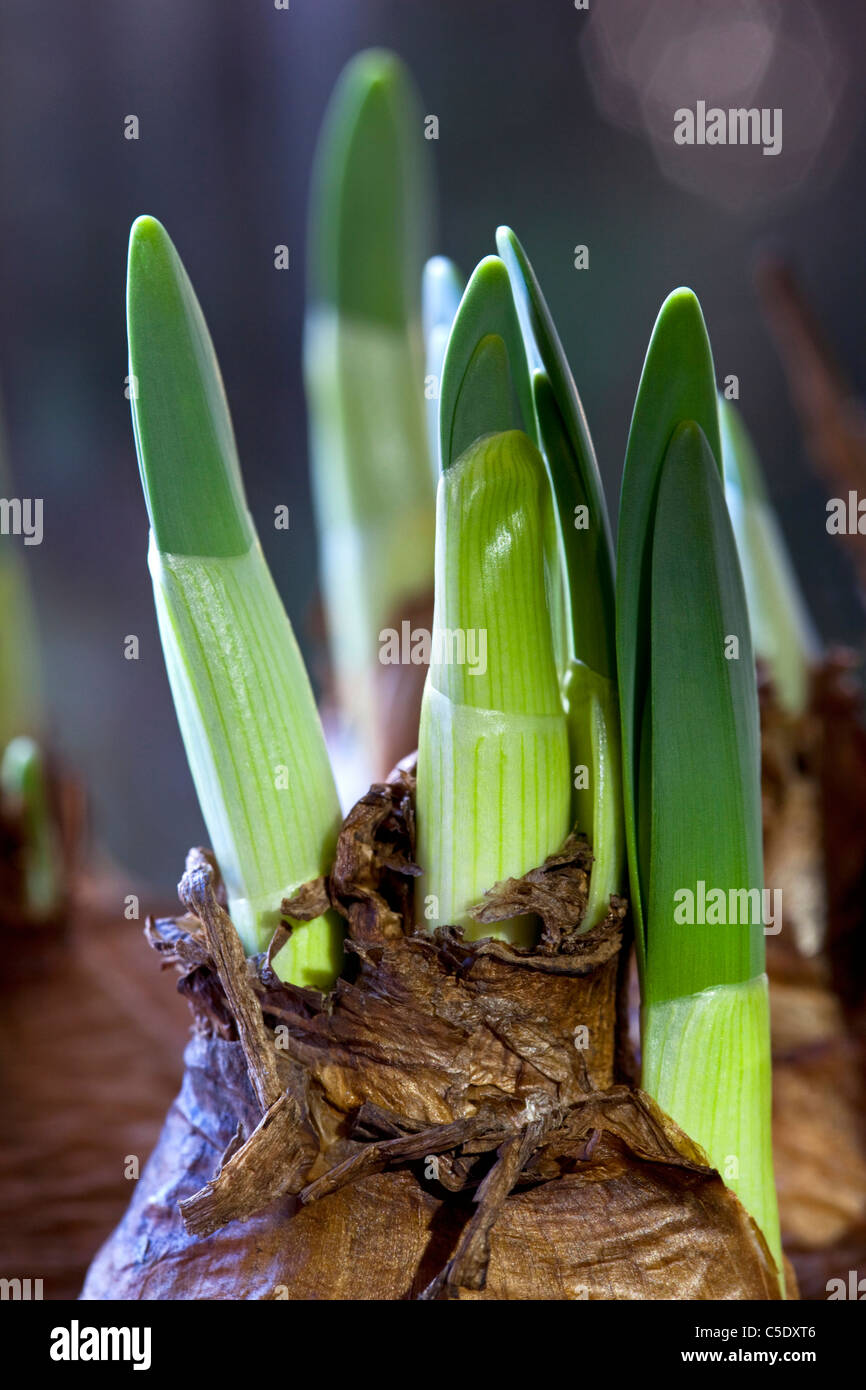 Extreme close-up of bulbous plant against blurred background Stock Photo