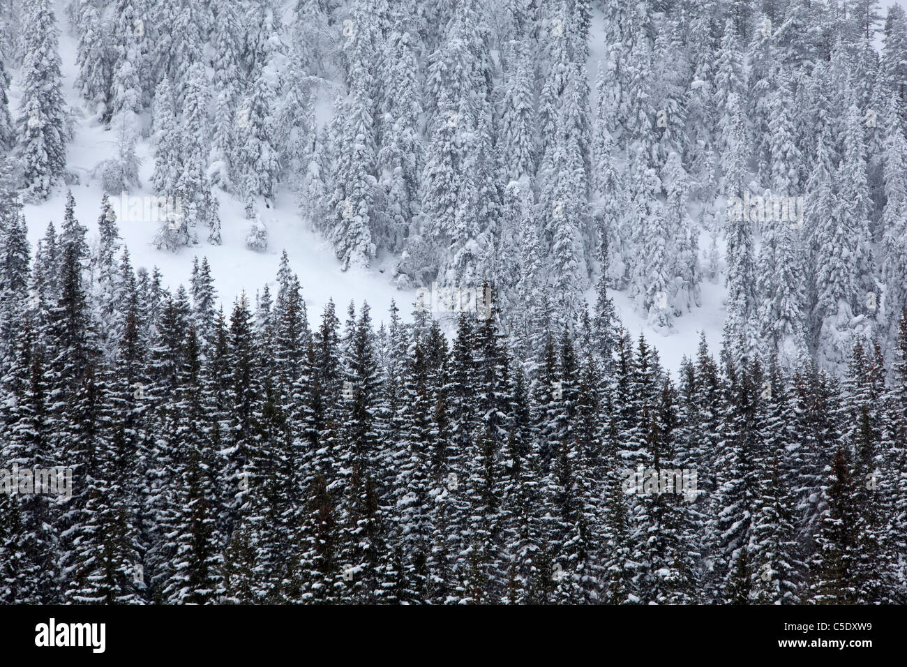 Close-up of coniferous forest in winter Stock Photo
