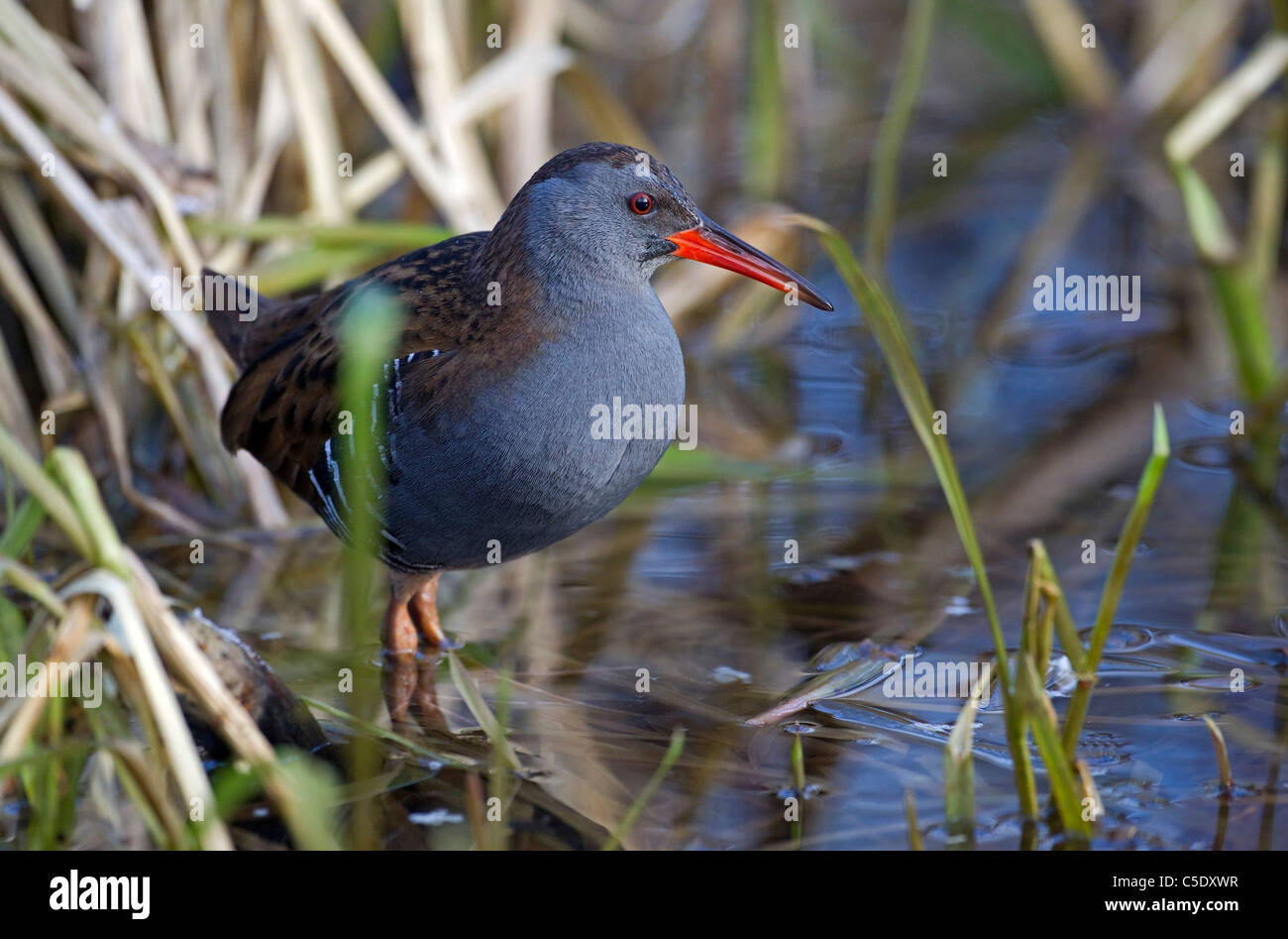 Water rail hi-res stock photography and images - Alamy