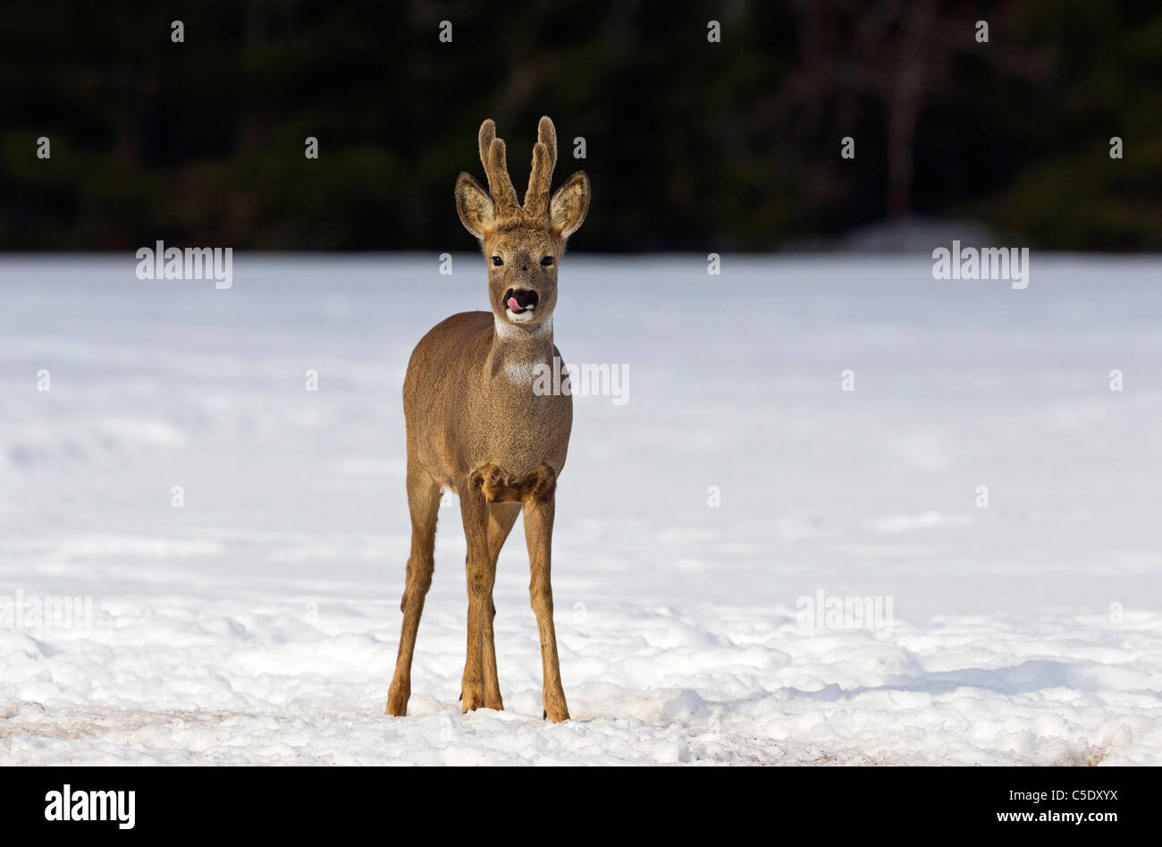 Portrait of a Roe deer standing on winter landscape Stock Photo