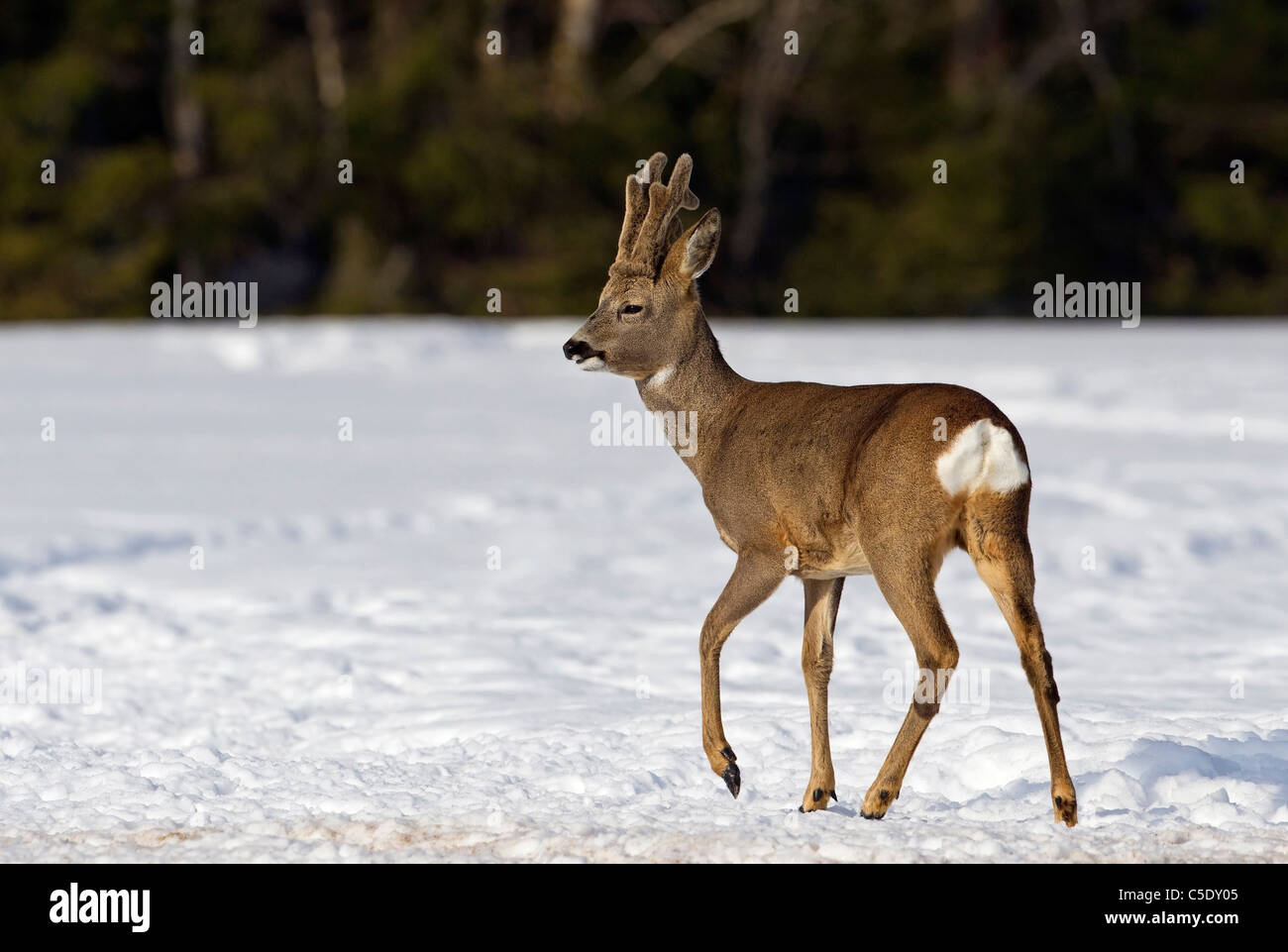 Side view of a Roe deer walking on winter landscape Stock Photo