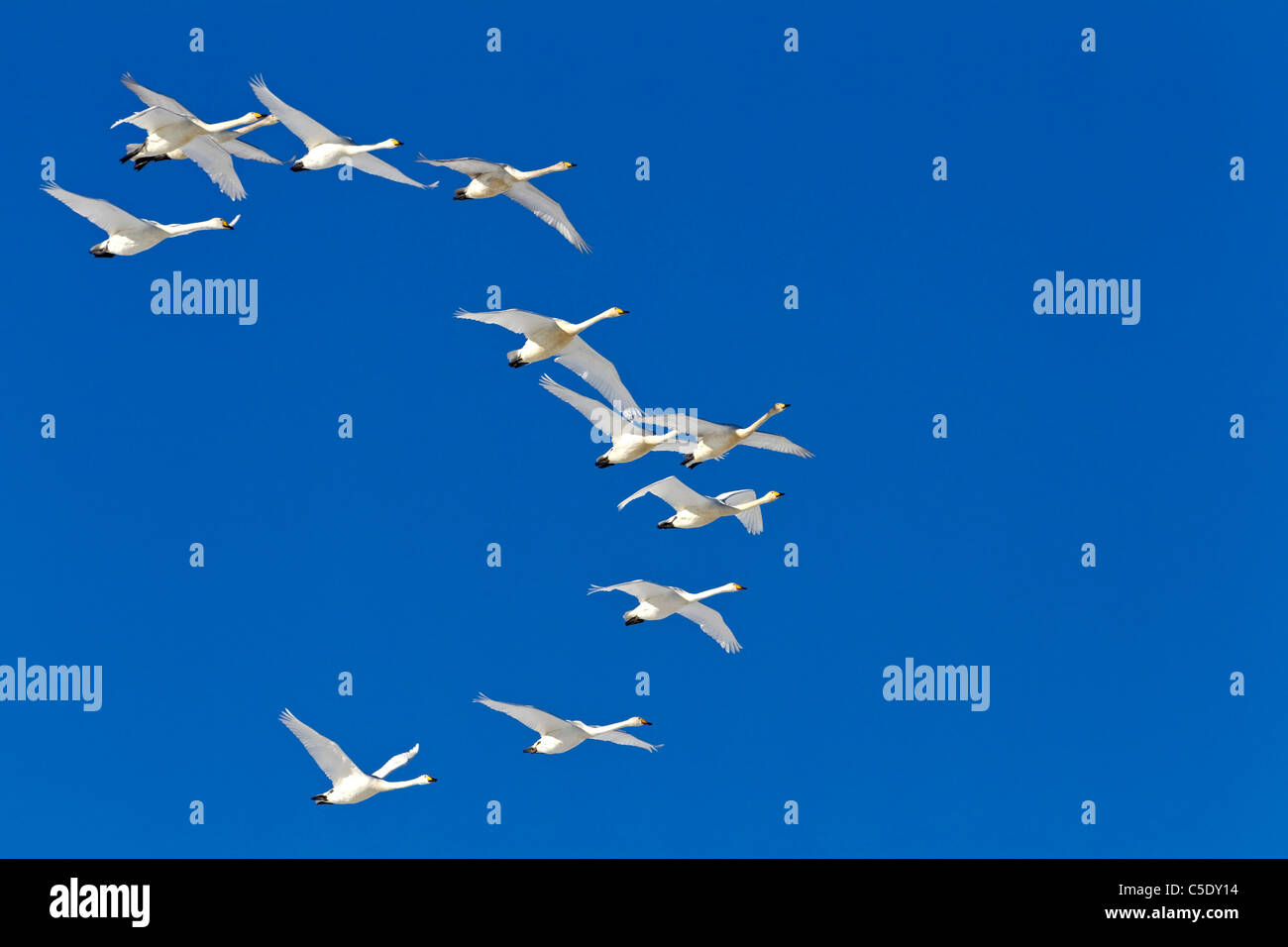 Low angle view of whooper swans flying in formation against the clear blue sky Stock Photo