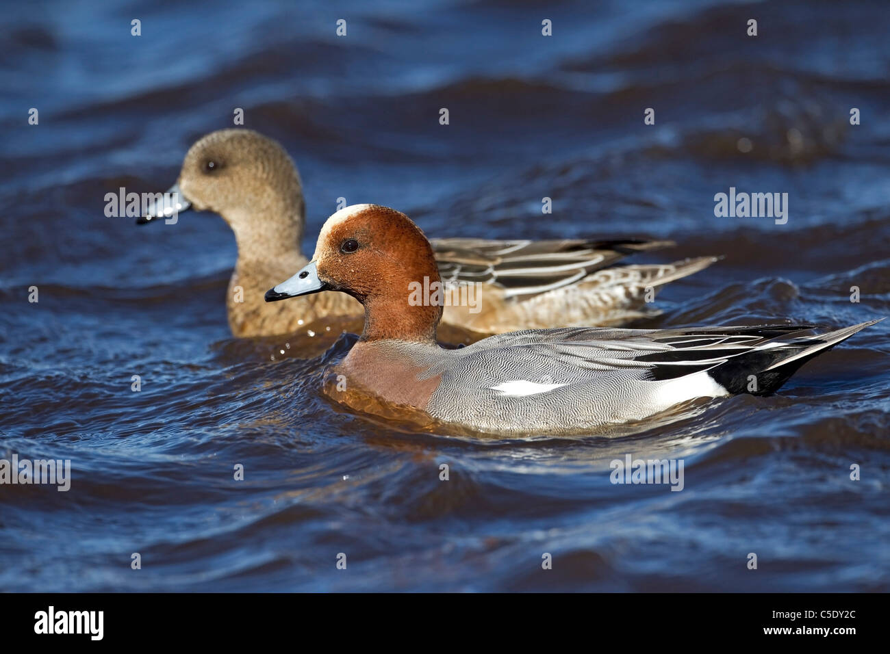Close-up side shot of two Wigeon ducks swimming in blue water Stock Photo