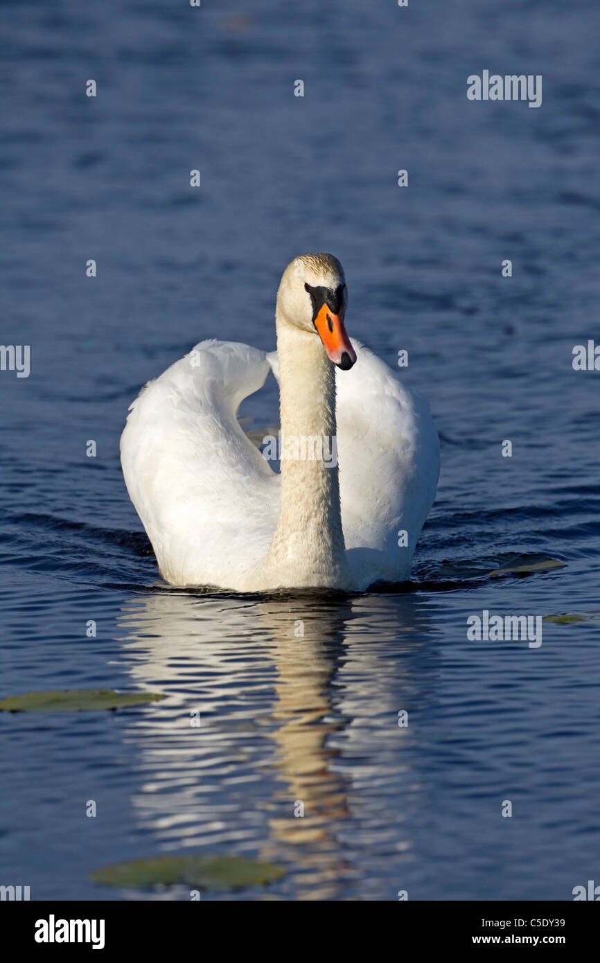 Close-up of a mute swan in peaceful blue water Stock Photo
