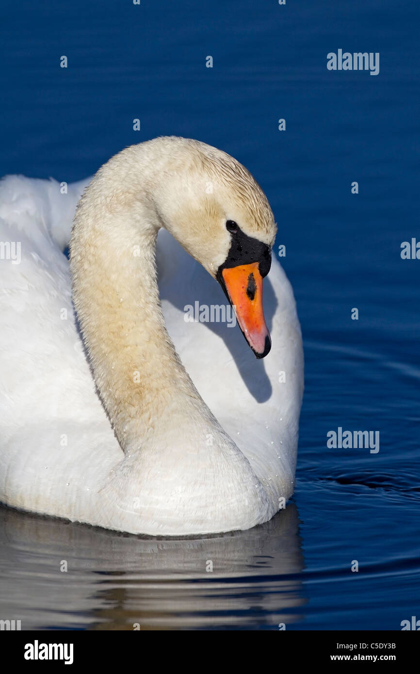 Extreme close-up of a mute swan in blue water Stock Photo