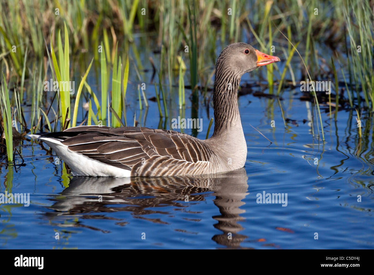 Side shot of a Greylag Goose with reflection by reeds in water Stock Photo