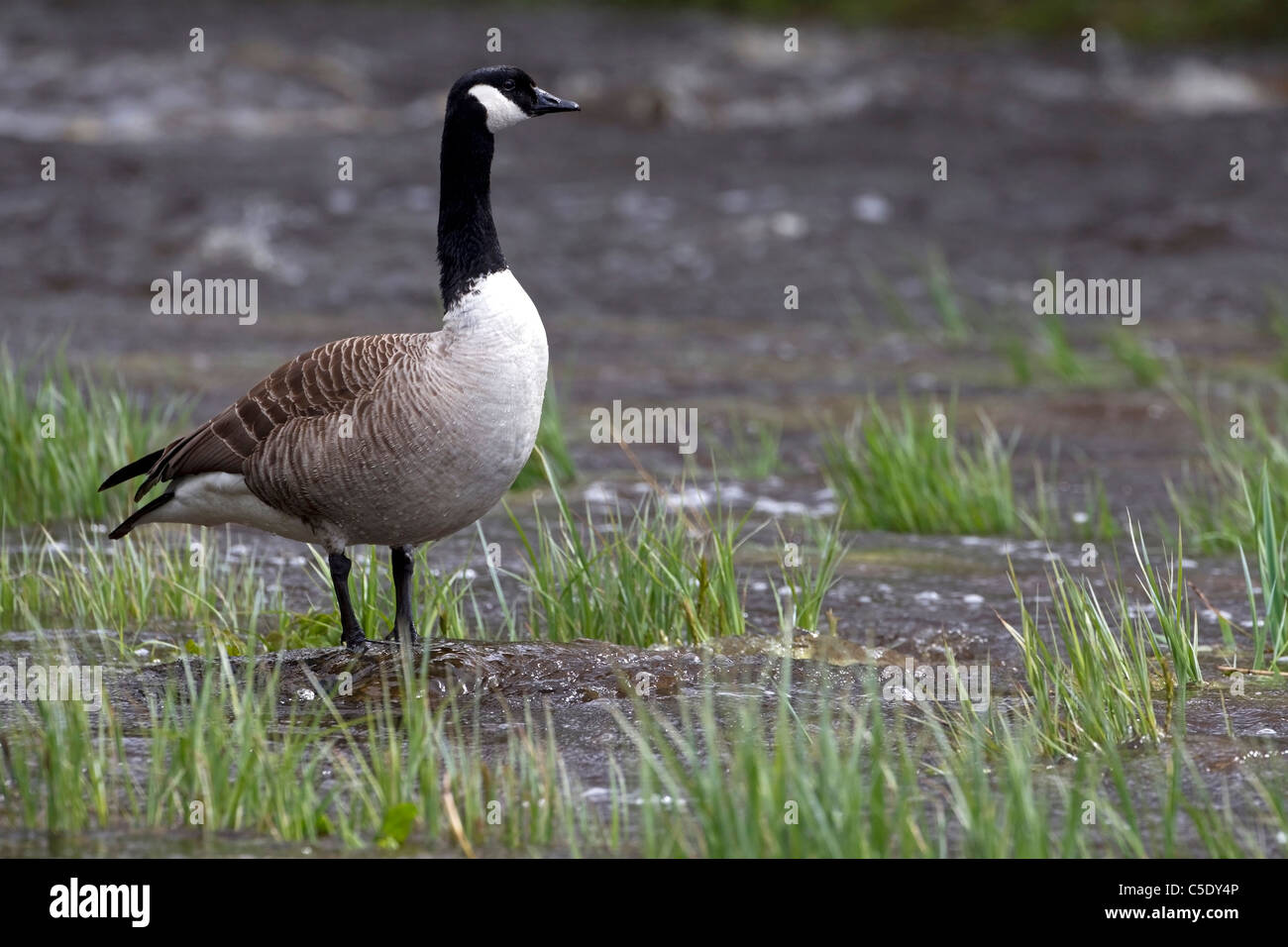 Side shot of a Canada goose standing along by grass Stock Photo