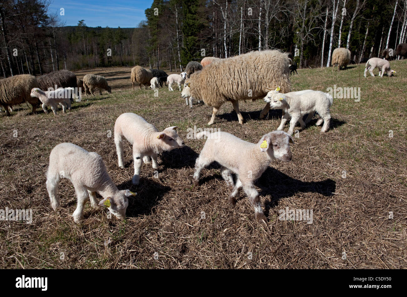 Sheep with lamb in the feedlot with trees in the background Stock Photo